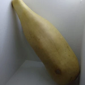 A Large Dried Pumpkin From 2004 Suitable For Art And Drawing On - Bild 1 von 8