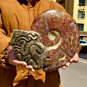 10,82LB Rara conchiglia naturale lucida esemplari fossili del Madagascar - Foto 1 di 13