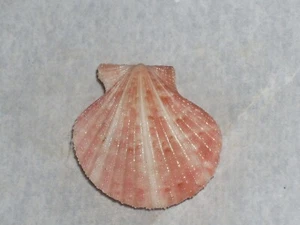 AEQUIPECTEN OPERCULARIS F.ADOUINII UNIQUE PATTERN, BIG - Picture 1 of 2