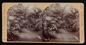 El jardín de palmeras del invernadero, Frankfort i e Frankfurt, Alemania Foto antigua - Imagen 1 de 1