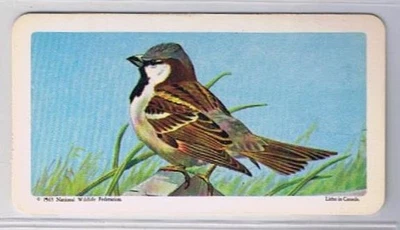 Brooke Bond Red Rose Tea Card #32 House Sparrow Canadian American Songbirds - Image 1 of 2