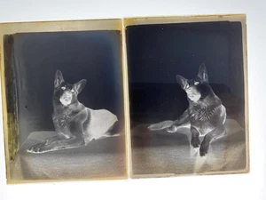 2 FOTO GLASNEGATIVE ́S 1952 "ASS" ALSATION HUND DEUTSCHER SCHÄFERHUND - Bild 1 von 2