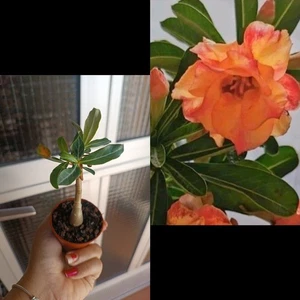 Adenium Rosa Del Desierto - Picture 1 of 1