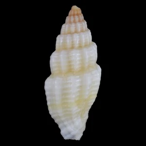 VEXILLUM SEMITICUM (Mactan Isl., Philippines) 7.0mm #47608 - Picture 1 of 3