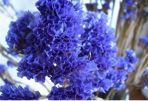20 SEEDS for Purple violet CRAPE MYRTLE rare flower exotic tree plant USA Seller - Picture 1 of 3