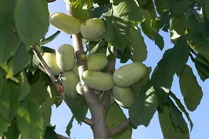 Asimina triloba 'Prima 1216'® - Indianerbanane selbstfruchtende PawPaw 70-100cm - Bild 1 von 4