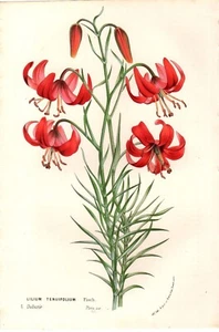 c1850 van Houtte Antique Botanical Print: Lilium tenuifolium, Flore des serres - Picture 1 of 2