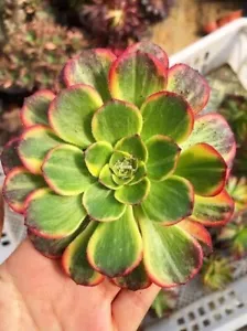 #sold out# Aeonium Halloween Variegated # Cutting 6cm diameter succulent  - Picture 1 of 3
