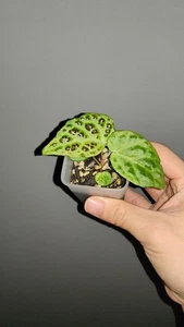 Very Rare Tropical Begonia Dracopelta Good for Greenhouse, Terrarium, Cabinet - Picture 1 of 8