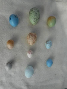 Replica Birds Eggs GARDEN BIRDS 10 EGGS - Picture 1 of 2