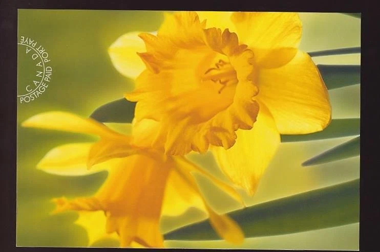 Canada 2005 Yellow Daffodils, mint prepaid postcard sc#UX153 (2091a) - Image 1 of 1