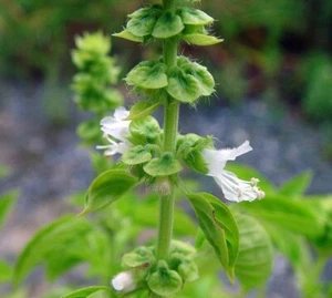 Heiliges Thaibasilikum Chang - Ocimum basilicum 20+ Samen - Seeds F 243 - Bild 1 von 1