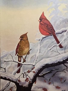 Ilustración de revista Cardinals Snowy Dogwood Berries Artista John W Taylor 1957 - Imagen 1 de 4