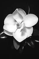 Elegant White Magnolia Bloom Poster 24"x36" Flower on Black Background Art Decor - Image 1 of 2