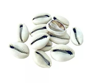 30 cuentas en rodajas de concha marina de dinero Cowrie Cowry India blanco natural - Imagen 1 de 3