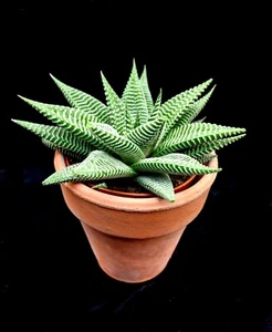 Haworthia Limifolia SPIDER WHITE 10cm pot - Picture 1 of 5