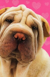 Niedliche VALENTINSTAGSKARTE, Welpe Hund Shar Pei von American Greetings + Umschlag - Bild 1 von 5