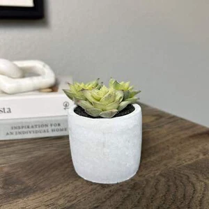 Aimee Succulent - Picture 1 of 1