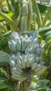 Ice Cream Banana Plants Blue Java Musa balbisiana x Musa acuminata #4 - Picture 1 of 7
