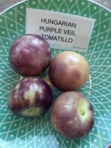 Tomatillo - Hungarian Purple Veil - Physalis ixocarpa - 20+ seeds - So 067