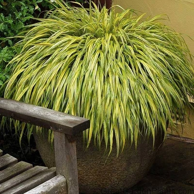 Live Plant Shade Grass Japanese Forest Grass Macra Aureola - Image 1 of 4