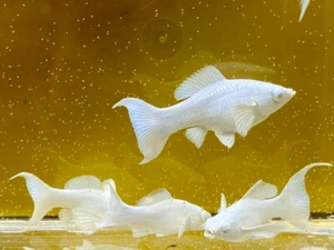 Molly Platinum Balloon Lyretail White eye 3 months Live Fish USA Stock - Picture 1 of 4