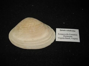 Pleistocene fossil bivalve mollusc Spisula soladissima Virginia #2 - Picture 1 of 3
