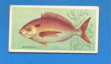 FISHES OF THE WORLD.SEA BREAM.CIGARETTE CARD ISSUED BY PLAYERS IN 1903