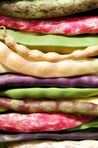30 x DWARF BEAN SEEDS-6 VARIETIES-RAINBOW MIX-LEGUME GARDEN VEGETABLE PLANTS - Picture 1 of 23