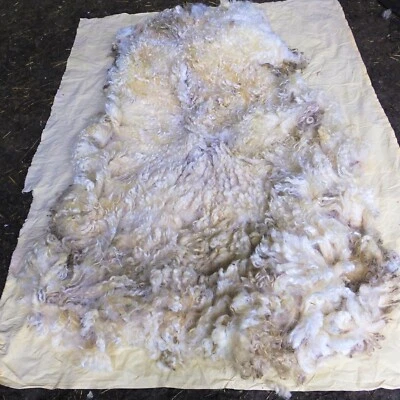  Raw Wool fleece. White Faced Dartmoor staple 15-20 cm weight 3-5 Kg 2025 shear - Image 1 of 4