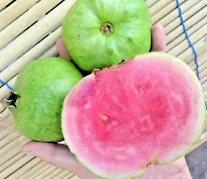 250+ Guava Seedss (Psidium guajava) var. Red Ruby Crystal - Picture 1 of 6