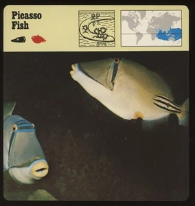 Picasso Fisch Safari Karten Treffen Fisch - Bild 1 von 1