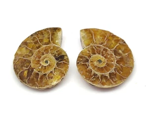 Natural Ammonite Fossil Pair Cabochon For Jewelry Making Gemstone 52.50 Cts. - Picture 1 of 2