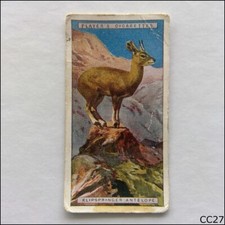 John Player Natural History #3 Klipspringer Antelope 1924 Cigarette Card (CC27)
