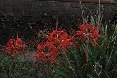 Probado! Lente gran angular Nikon Ai Nikkor 24 mm f/2,8 MF Exc+++++ montaje... - Imagen 1 de 4