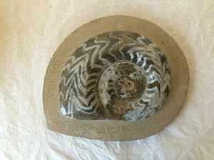 AMMONITE DISPLAY FOSSIL HOME DECOR WALL JURASSIC - Picture 1 of 4