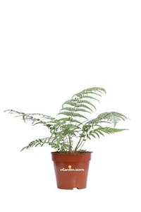 Pianta di Felce Arborea Dicksonia Antarctica vera tropicale da arredo interno - Foto 1 di 3