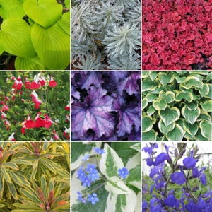 3 X Herbaceous Plant Mix - High Quality Established Plants in Pots UK Grown - Picture 1 of 3