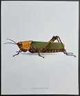 Entomologie Zonocerus variegatus Linné Photogravure 1980 Bernard Durin