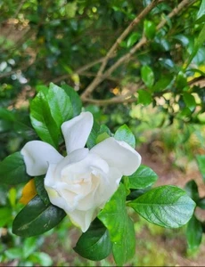 1 Pianta di Gardenia - 11 " In questo momento - Foto 1 di 4