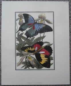 Stampa farfalla luminosa e bella, #9308 © 1997 Old World Prints Ltd., nuova - Foto 1 di 2