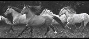 Photo-Realistic Horses Running Wild on Sure Strip Wallpaper Border BP8292BD - Picture 1 of 1