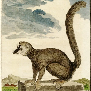 1760 Hand-Colored Engraving, De Seve Buffon 1st Edition, Pl. XXV, 'DER MONGUS' - Picture 1 of 5