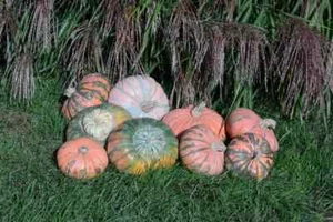 10 Prism Pumpkin Seeds. Organic. USA Seeds. Ships free - Picture 1 of 1
