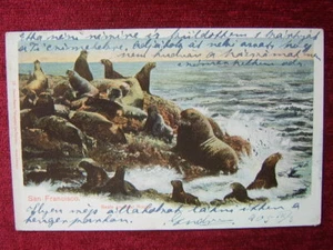 USA / SAN FRANCISCO / SEAL ROCKS / NACH UNGARN / 1905 - Bild 1 von 2