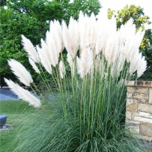 50 Seeds Gorgeous WHITE Pampas Grass Seeds ~ Rare Unusual Stunning flower - Picture 1 of 1