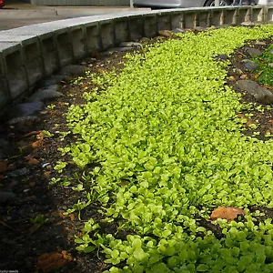 SeedRanch Dichondra Repens Seed - 5 lbs. (Covers 2500 sq. ft.) - Picture 1 of 1
