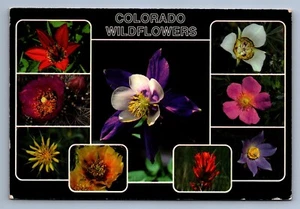 Postcard Vintage Postmarked 1997 Colorado Wildflowers Of The Rockies 4 x 6 - Picture 1 of 2