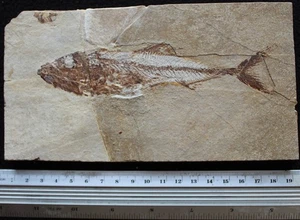 Viper Fish - Spaniodon 41 - Stomach Remains - Cretaceous Fossils Lebanon - Picture 1 of 6