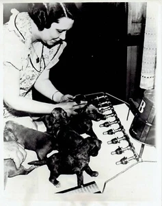 1939 Pressefoto Cocker Spaniel Hund trinken Milch aus neuer Erfindung Fütterungsgerät - Bild 1 von 2